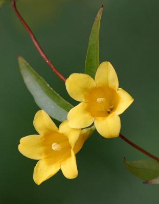 Yellow Jasmine (SC state flower)