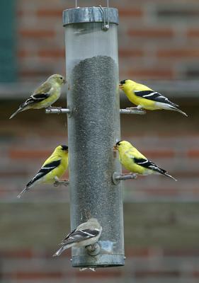 Goldfinchs
