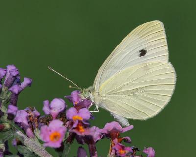 Cabbage White
