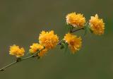 Miniature Climbing Rose