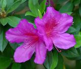 Formosa Azalea