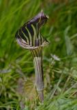 Jack in the Pulpit