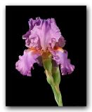 Bearded Iris