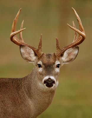 Texas-Whitetail
