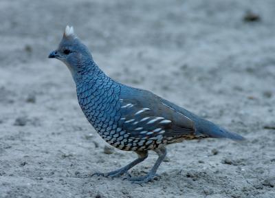 Blue-Morning-Blue
