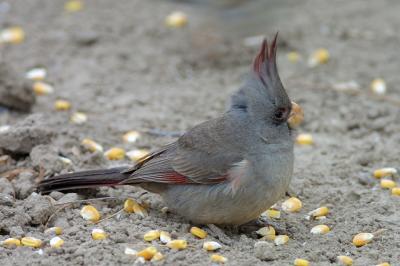 Winter-Pyrrhuloxia