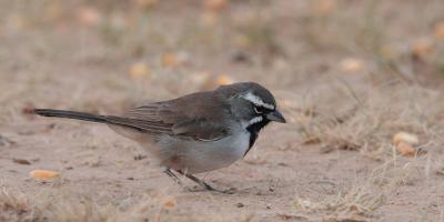 Black-Throated-Sparrow
