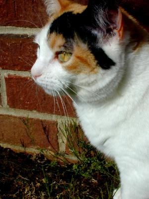 Sweetpea