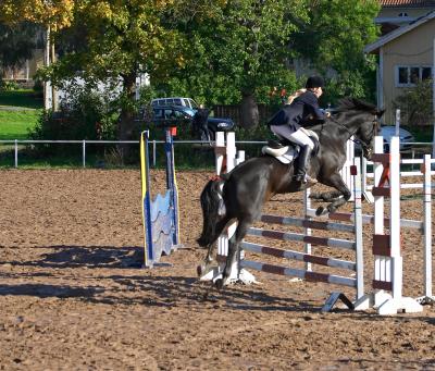showjumping05.jpg