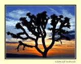 Joshua Tree 2004