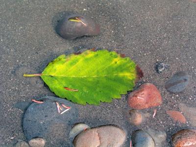 Leaf, Ruby Beach, Washington