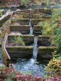 Fish Ladder, Tumwater Falls Park