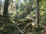 Hoh Rain Forest, Olympic National Park