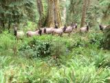 Deer, Hoh Rain Forest, Olympic National Park