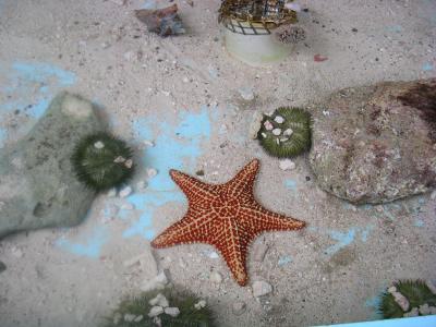 Starfish