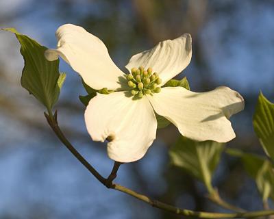 dogwood1.jpg