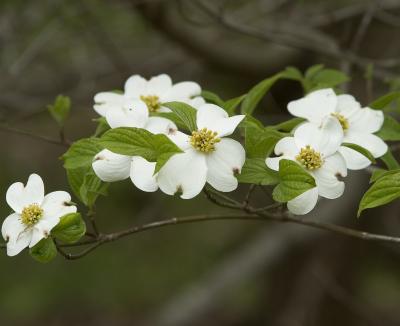 dogwoodbranch70-200L.jpg