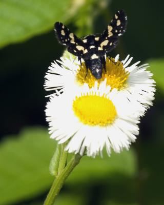 beeondaisyfleabaneCRW_1099-after.jpg