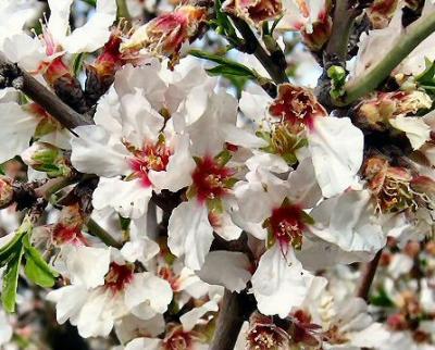 almond (Amygdalus) flowers.JPG