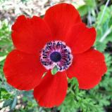 Anemone Coronaria - Red Windflower.JPG