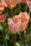 3223.sRGB.jpg