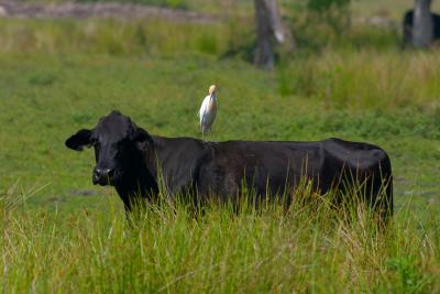 angus. with cattle egret aboard