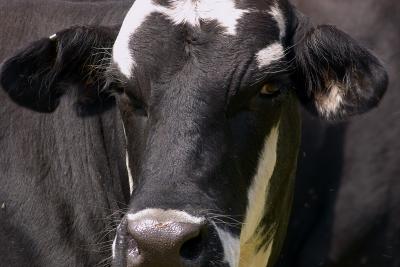 cow portrait