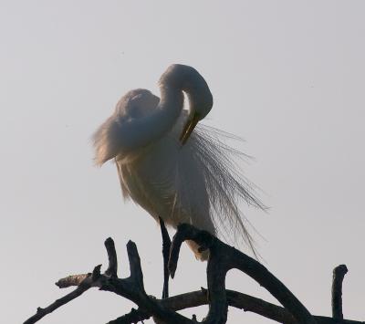 preening great egret