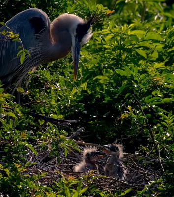 great blue heron. with chicks