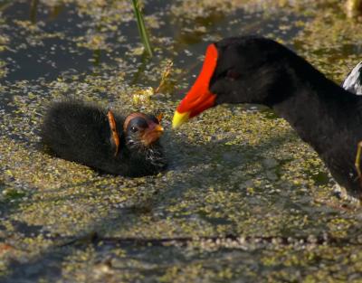 moorhen. with begging chick