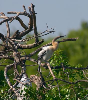 anhinga chick