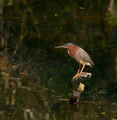 perched green heron