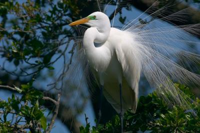 plume display. breeding great egret