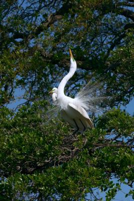 great egret. breeding display