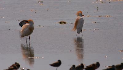cattle egrets.two