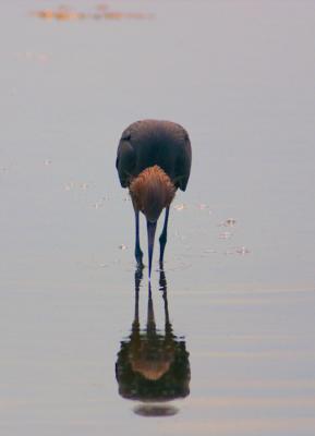reddish egret. reflection