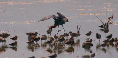 reddish egret. spreads its wings