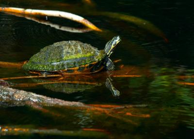 turtle. with reflection