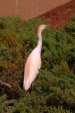 cattle egret. searching for a bug
