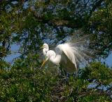 breeding display. two egrets