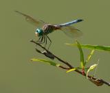 dragonfly. at the rookery
