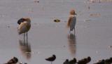 cattle egrets.two