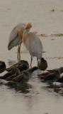 cattle egrets. close up