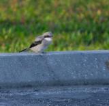 loggerhead shrike. juvenile