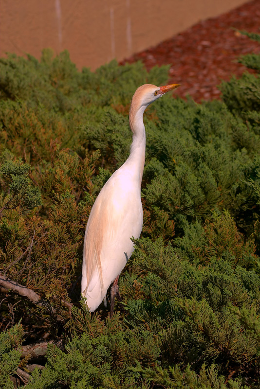 cattle egret. searching for a bug