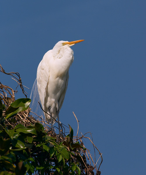 great egret