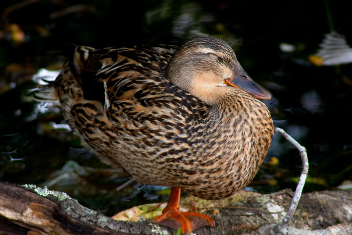 sleepy duck