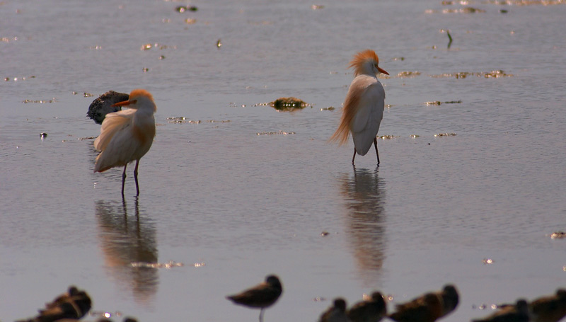 cattle egrets.two