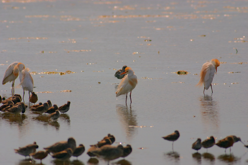 cattle egrets. with sanderling