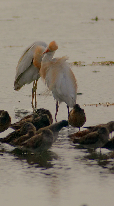 cattle egrets. close up